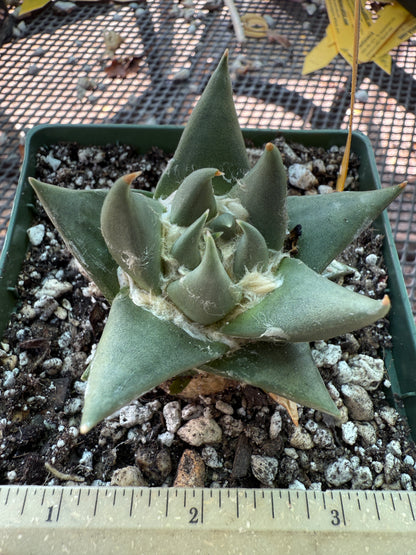 Ariocarpus trigonus cactus 588