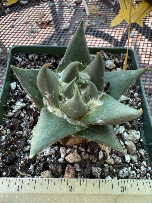 Ariocarpus trigonus cactus 588