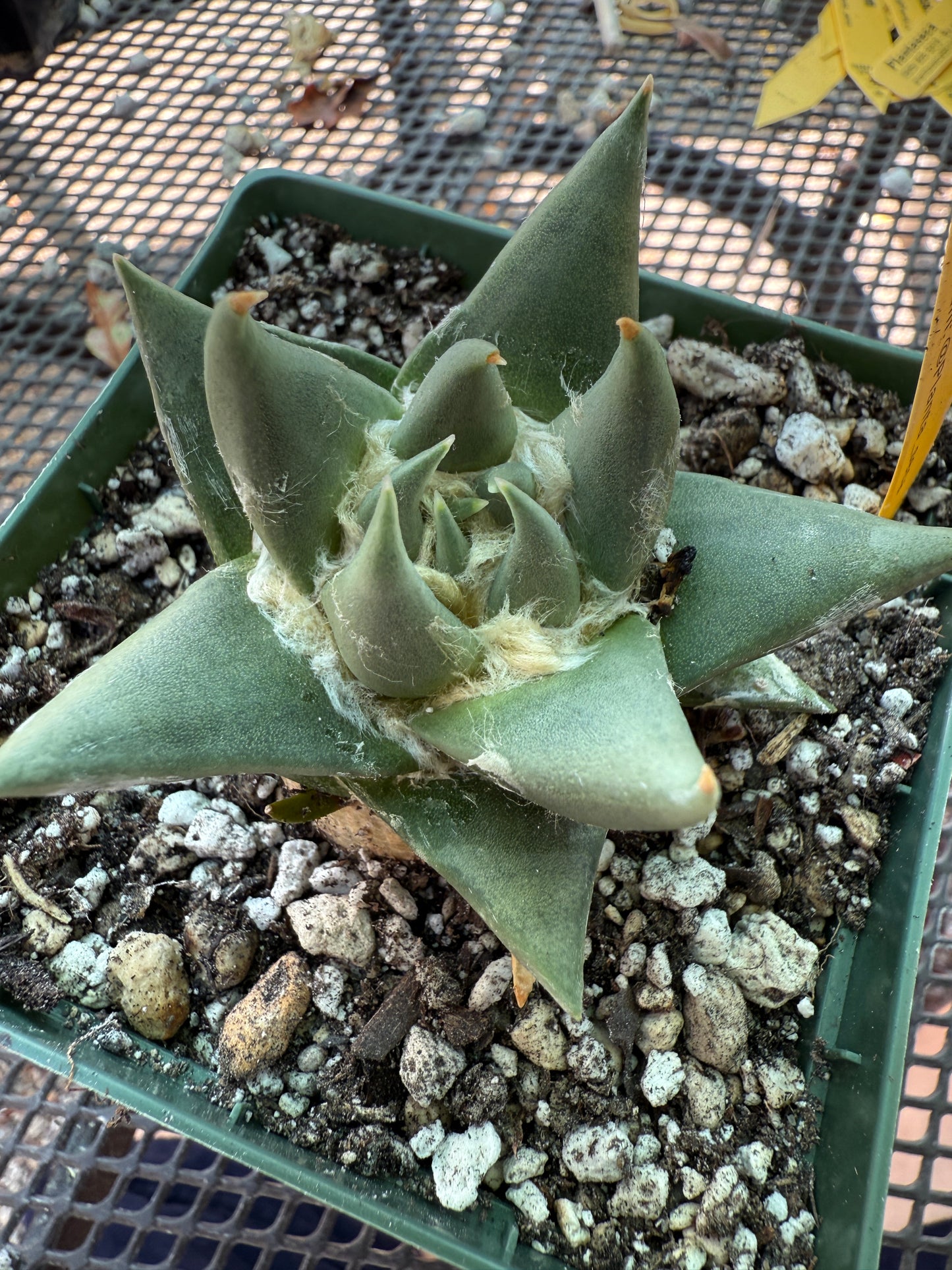 Ariocarpus trigonus cactus 588