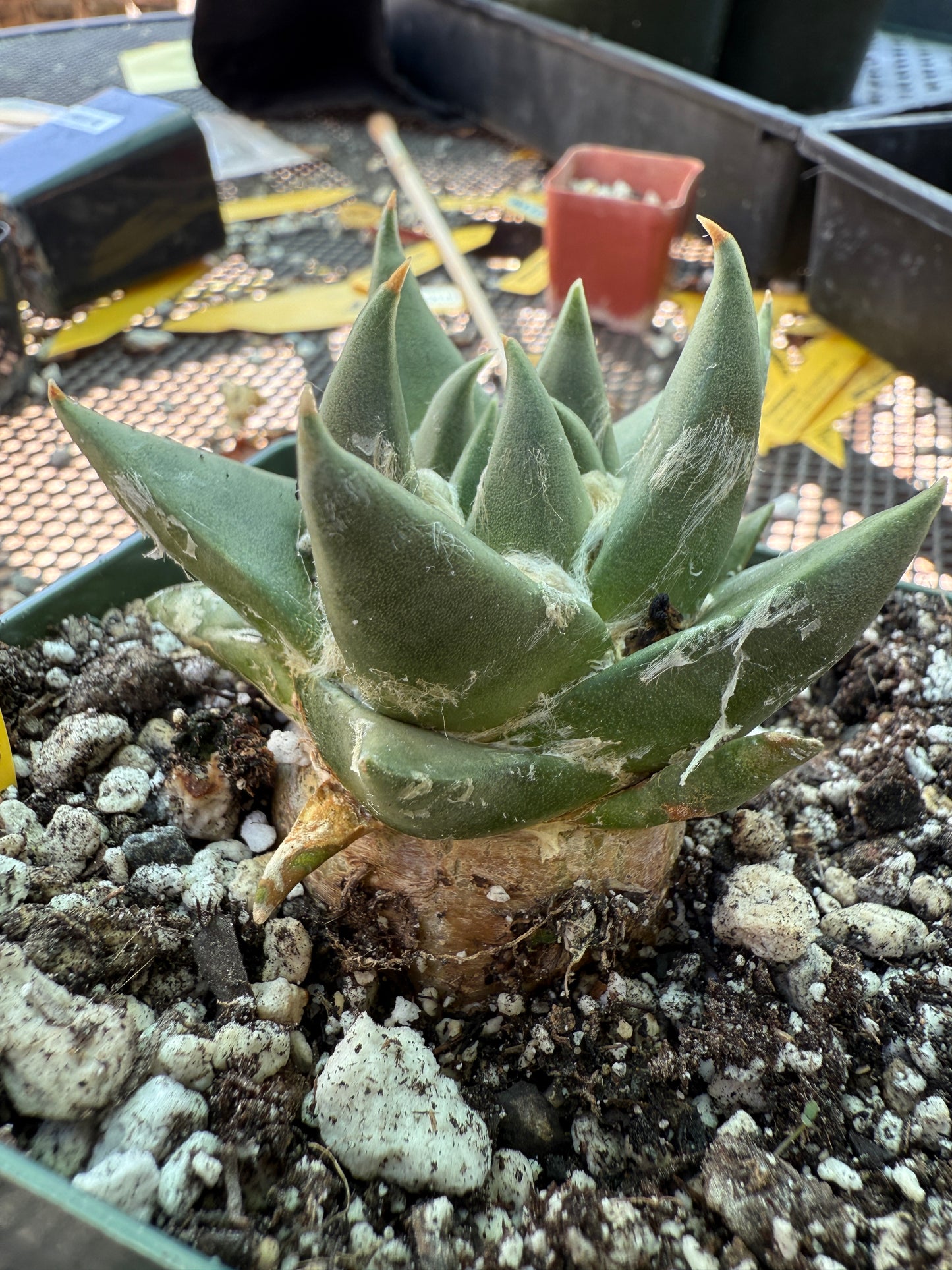 Ariocarpus trigonus cactus 588