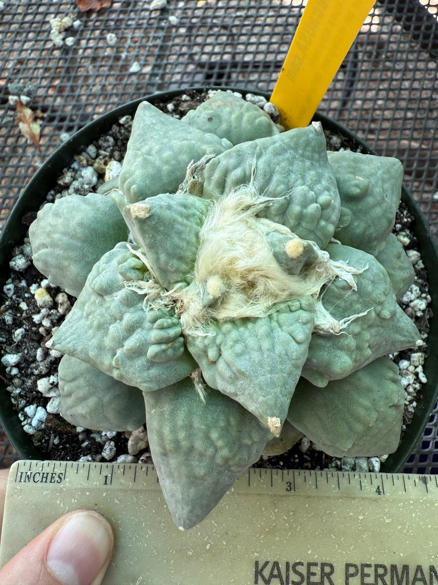Ariocarpus cauliflower grafted on short pereskiopsis very nice plant 314