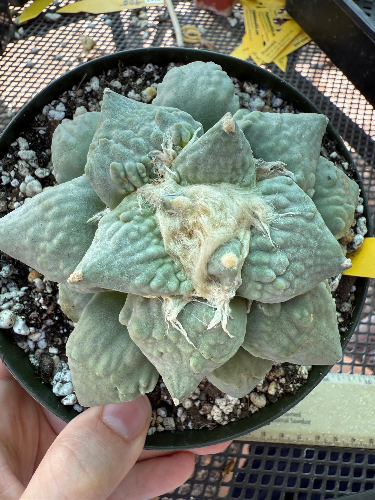 Ariocarpus cauliflower grafted on short pereskiopsis very nice plant 314