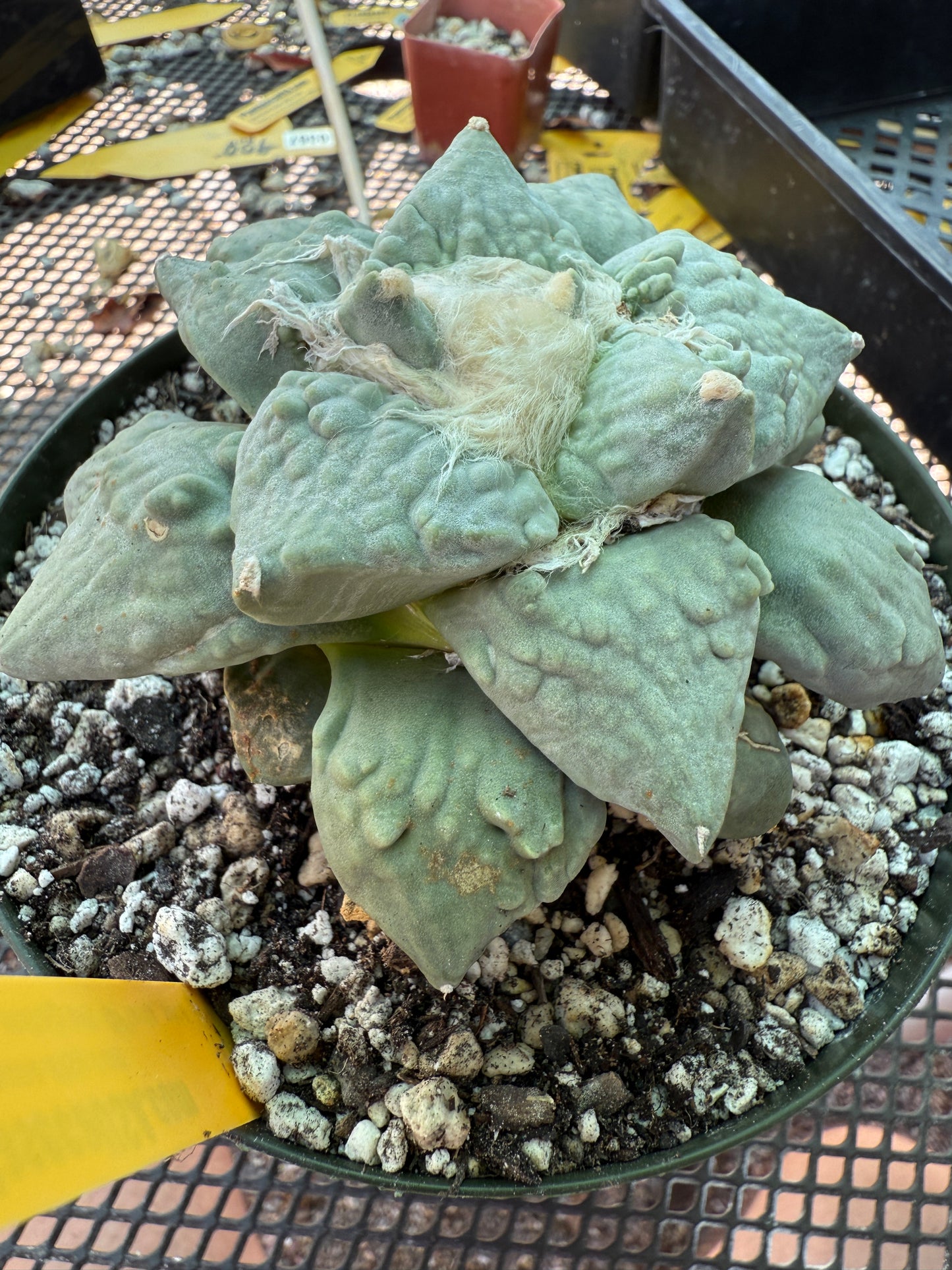 Ariocarpus cauliflower grafted on short pereskiopsis very nice plant 314
