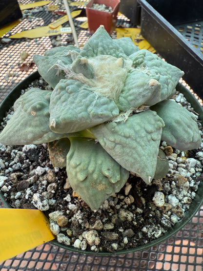 Ariocarpus cauliflower grafted on short pereskiopsis very nice plant 314