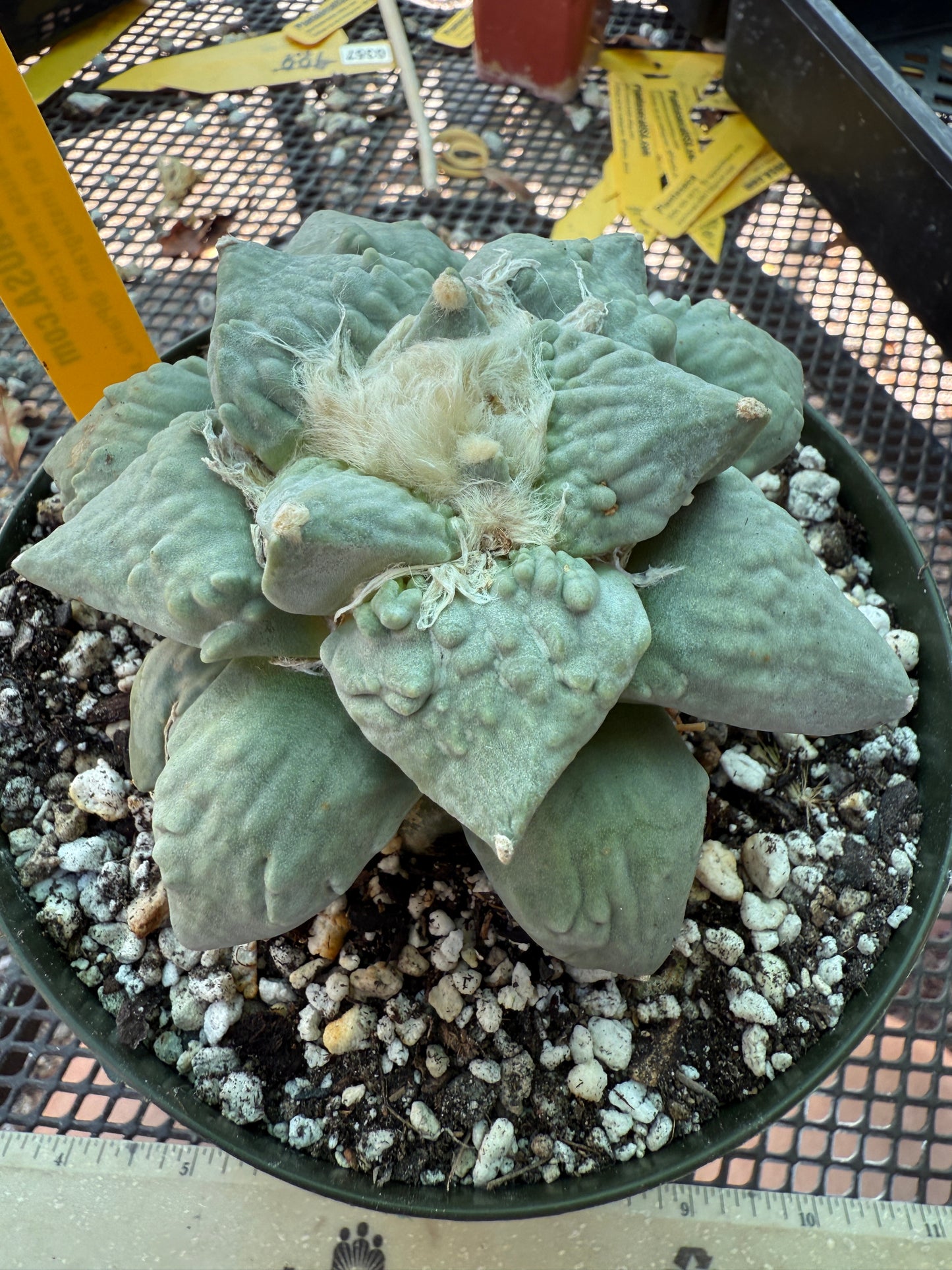 Ariocarpus cauliflower grafted on short pereskiopsis very nice plant 314