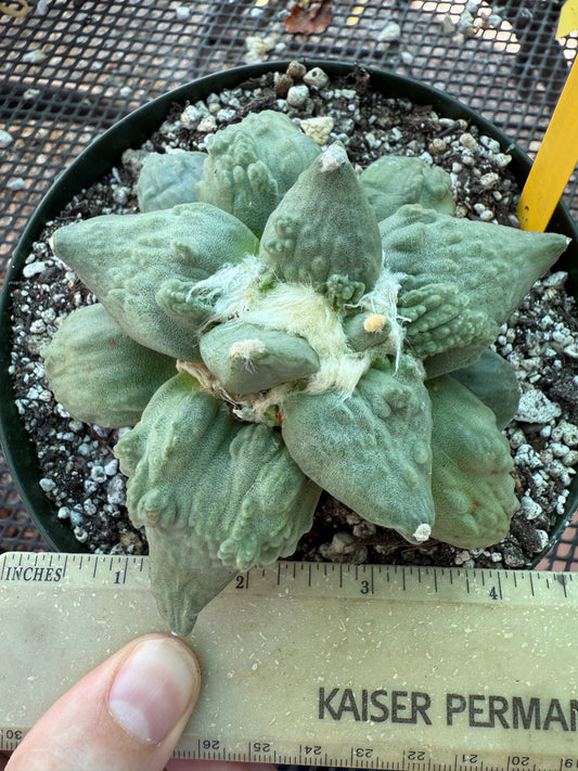 Ariocarpus cauliflower grafted on short pereskiopsis very nice 313