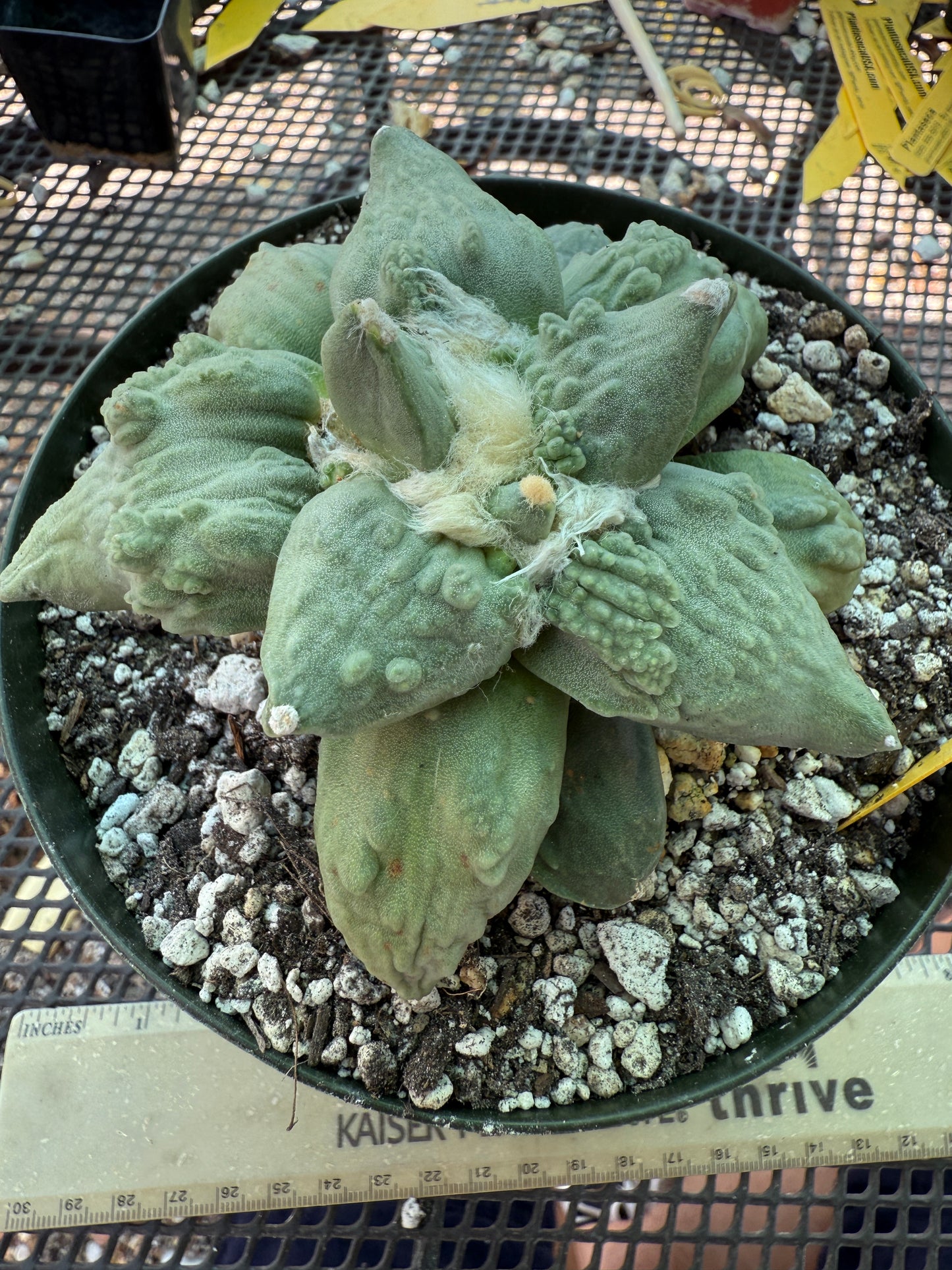 Ariocarpus cauliflower grafted on short pereskiopsis very nice 313