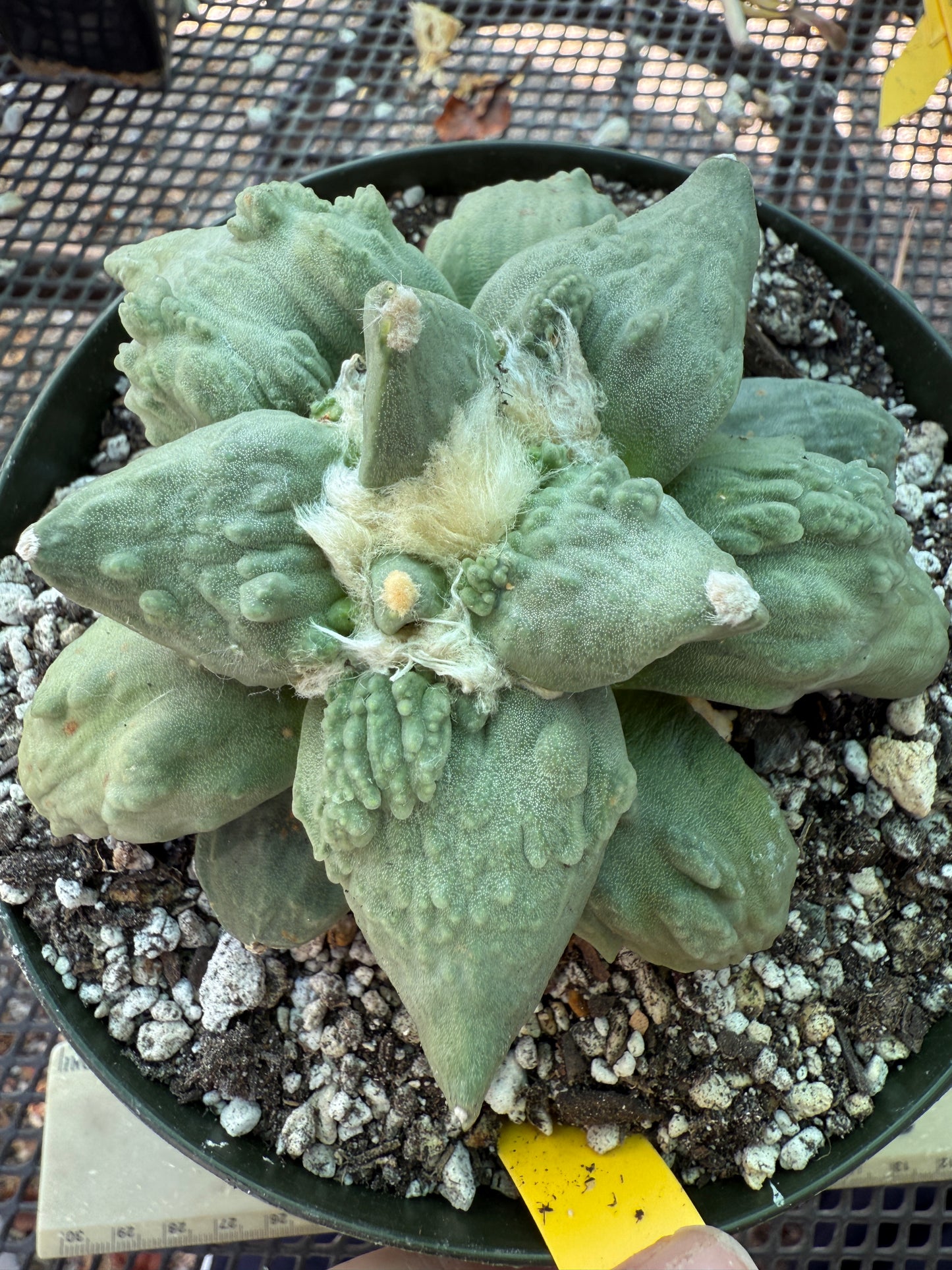 Ariocarpus cauliflower grafted on short pereskiopsis very nice 313