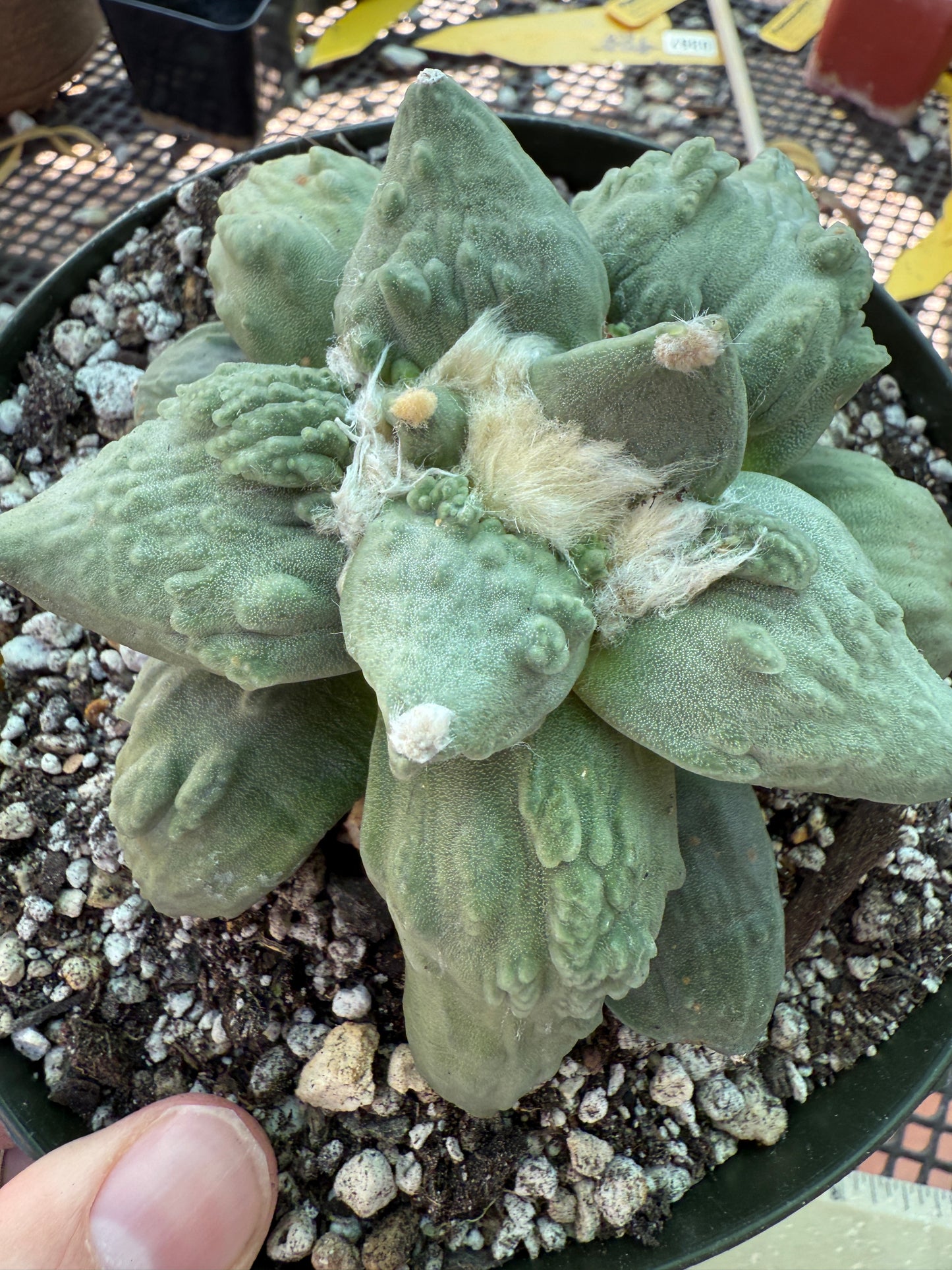 Ariocarpus cauliflower grafted on short pereskiopsis very nice 313
