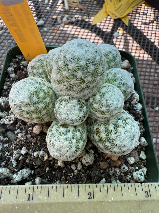 Mammillaria humboldtii cactus in 3.25 inch pot 141