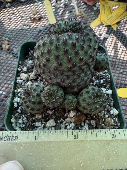 Sulcorebutia rauschii cutting from showplant, beautiful form 357