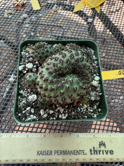 Sulcorebutia rauschii cutting from showplant, beautiful form 357