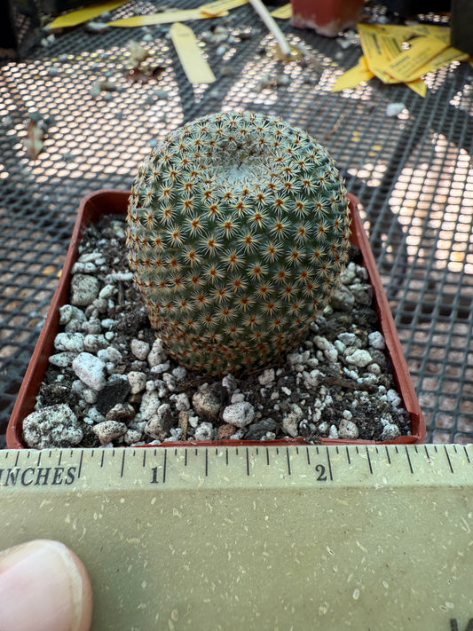 Mammillaria crucigera nice size rare cactus 306