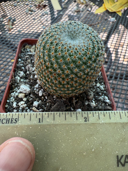 Mammillaria crucigera rare cactus nice size 1786
