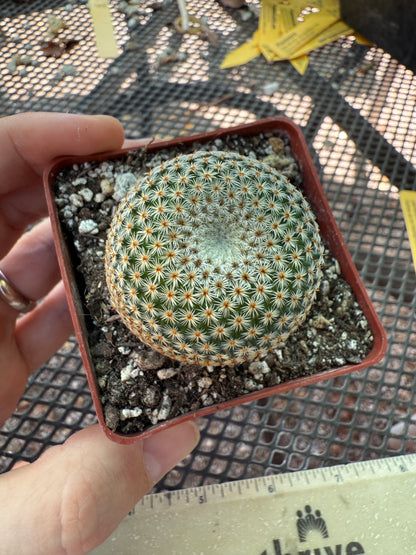 Mammillaria crucigera rare cactus nice size 1786
