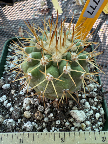 Copiapoa columna alba white spines beautiful plant 1777