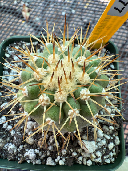 Copiapoa columna alba white spines beautiful plant 1777