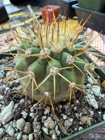 Copiapoa columna alba white spines beautiful plant 1777
