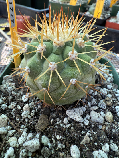 Copiapoa columna alba white spines beautiful plant 1777