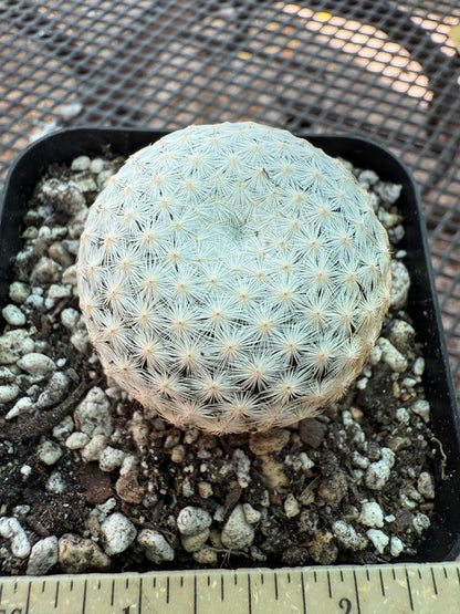 Mammillaria herrerae rare cactus 0093