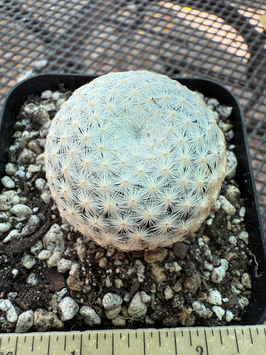 Mammillaria herrerae rare cactus 0093