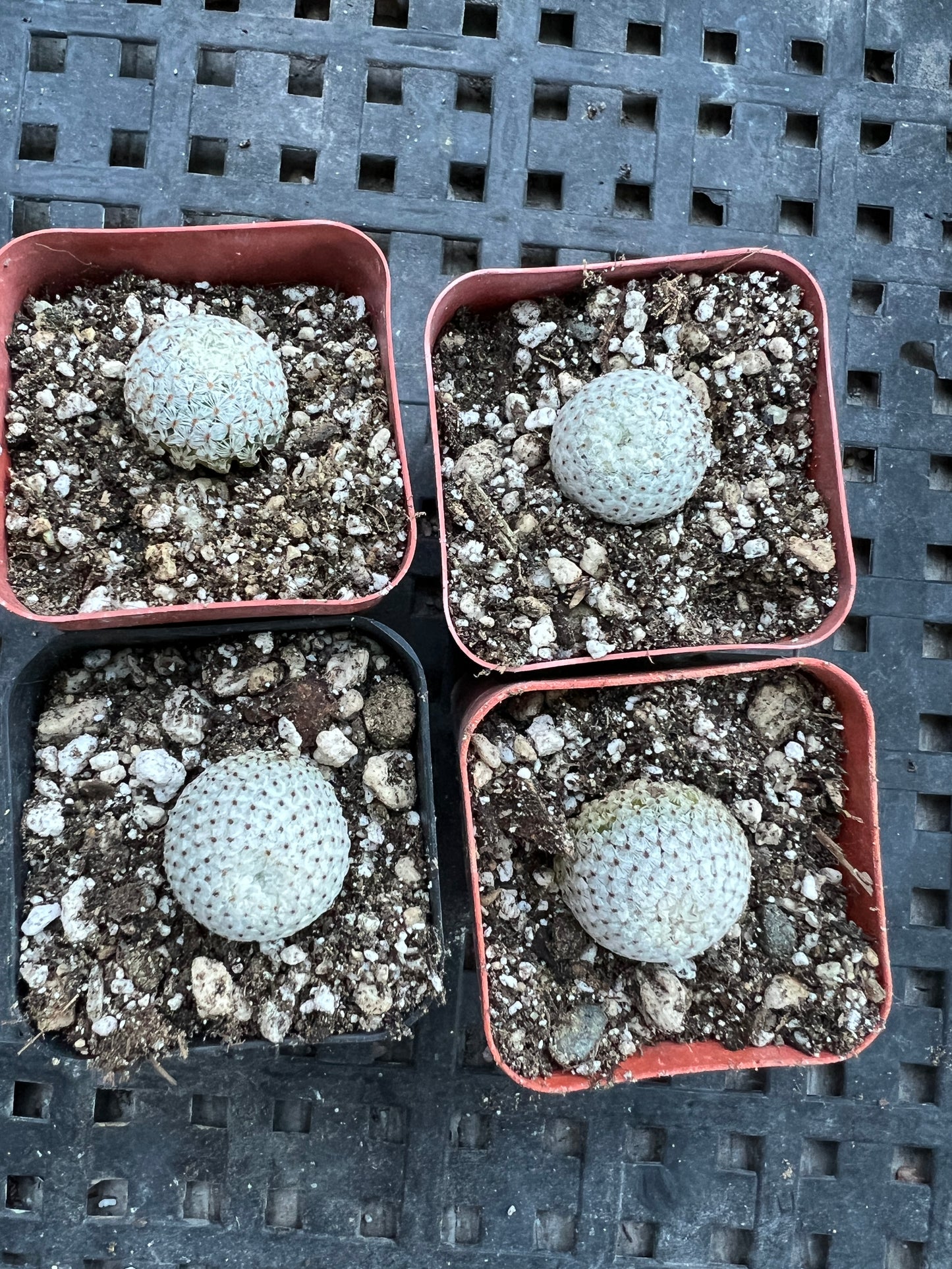 Mammillaria breviplumosa cactus, newly discovered species, pair of large and smaller one.