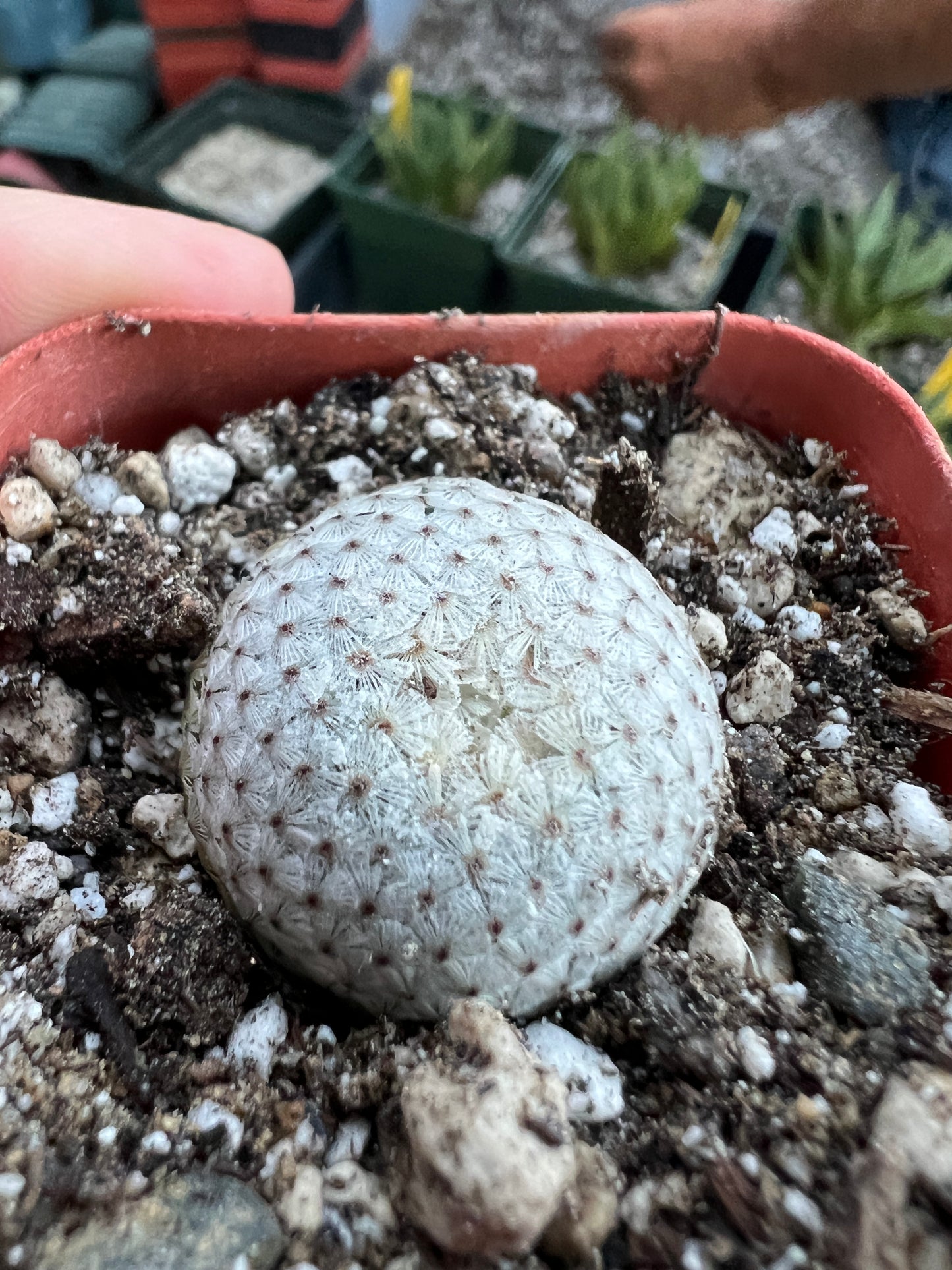 Mammillaria breviplumosa cactus, newly discovered species, pair of large and smaller one.