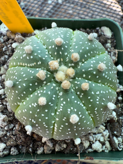 Astrophytum asterias cactus 159