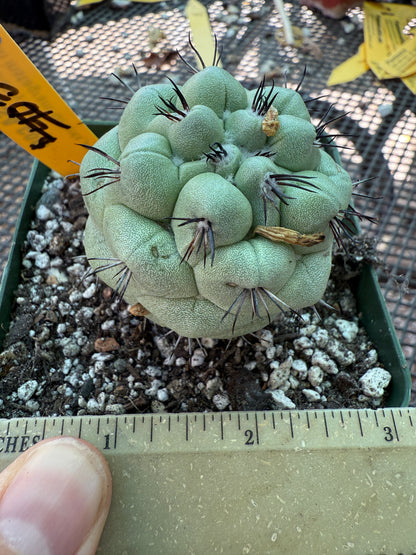 Ortegocactus macdougalii rare cactus nice size 159