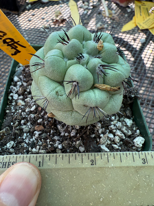 Ortegocactus macdougalii rare cactus nice size 159