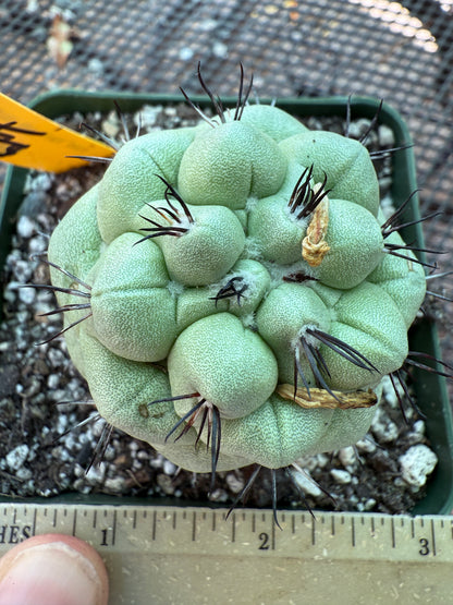 Ortegocactus macdougalii rare cactus nice size 159
