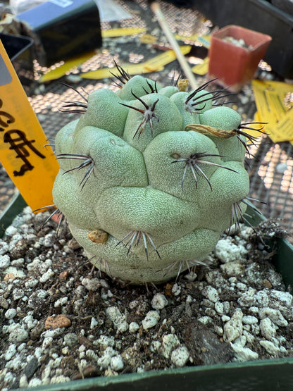 Ortegocactus macdougalii rare cactus nice size 159