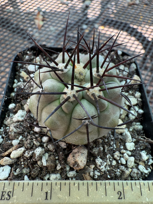 Copiapoa cinerea nice plant rare 852