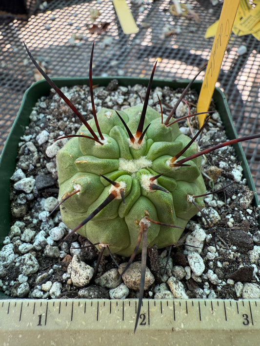 Copiapoa dealbata cactus real nice E93