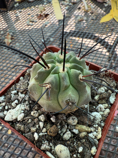 Copiapoa dealbata rare cactus 1840