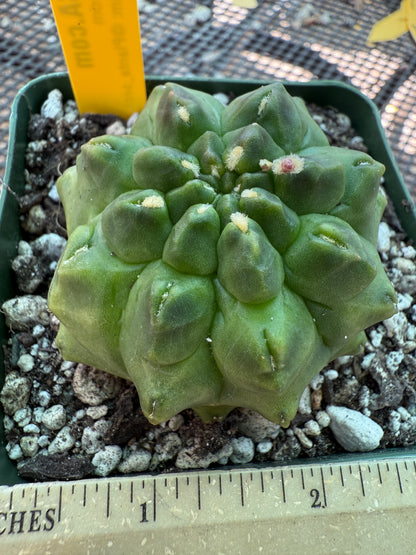 Gymnocalycium transformer inermis cactus very nice 953