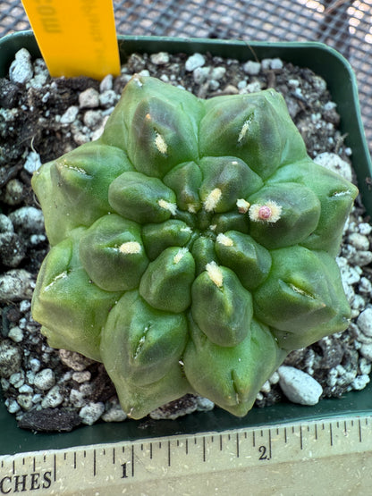Gymnocalycium transformer inermis cactus very nice 953