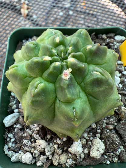 Gymnocalycium transformer inermis cactus very nice 953