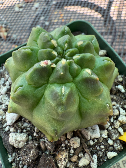 Gymnocalycium transformer inermis cactus very nice 953