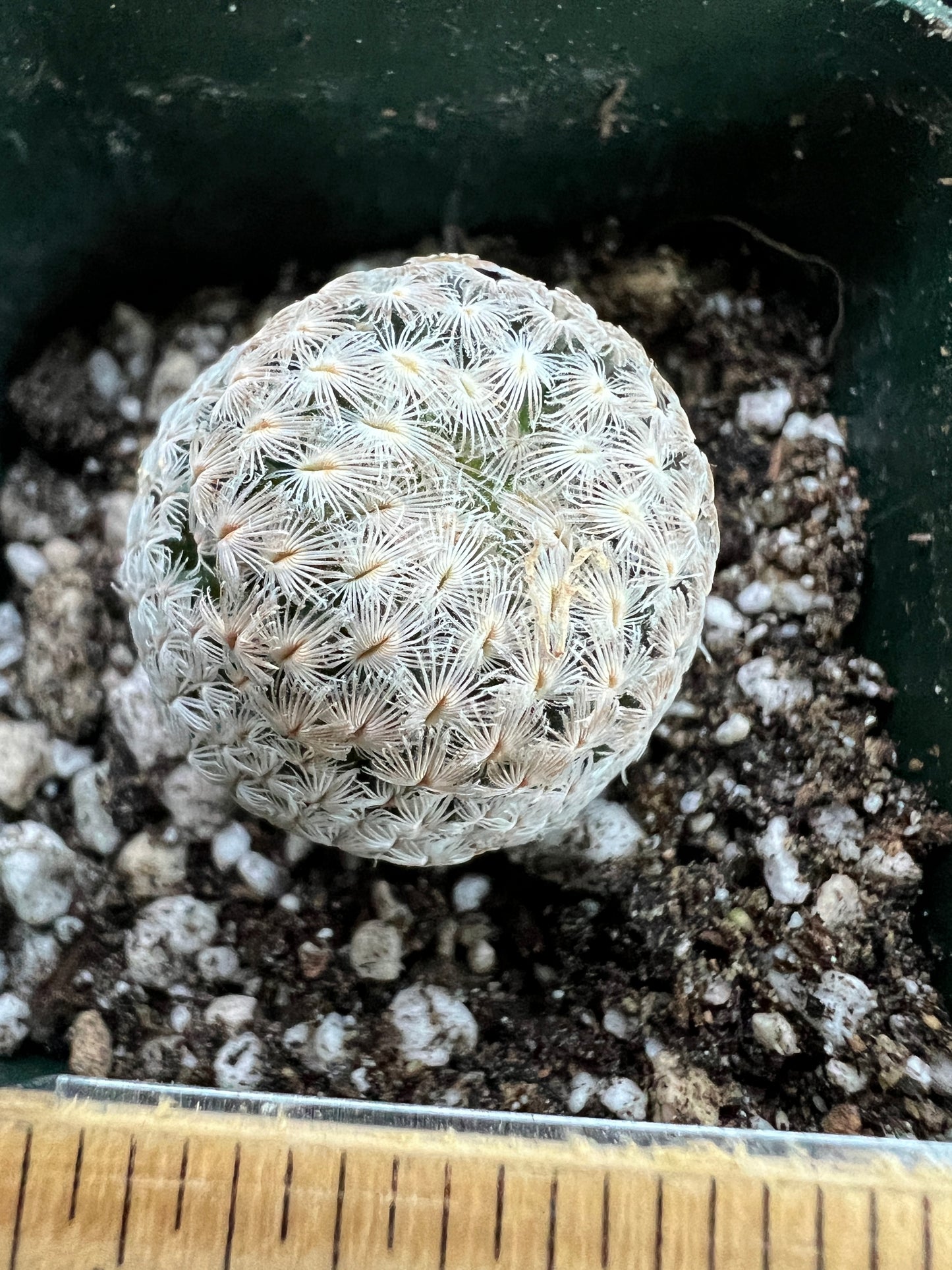Mammillaria Sanchez mejorade rare cactus #1