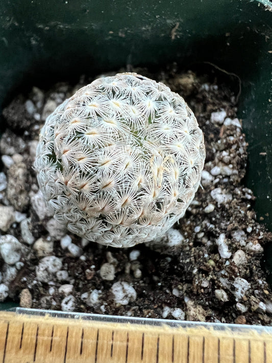 Mammillaria Sanchez mejorade rare cactus #1