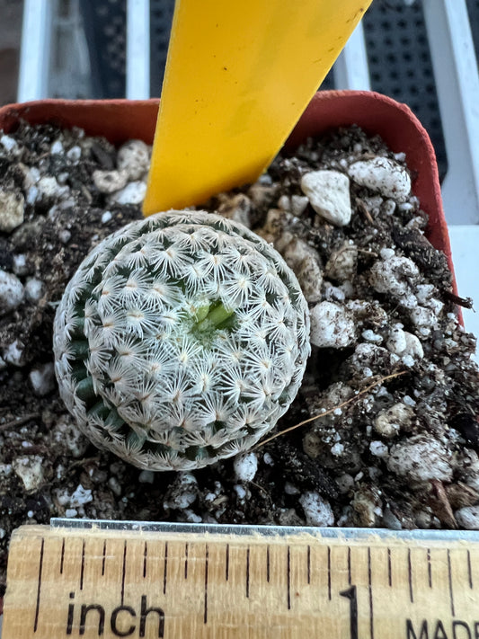 Mammillaria Sanchez mejorade cactus #2 rare