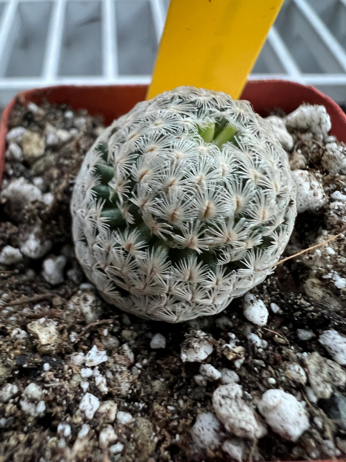 Mammillaria Sanchez mejorade cactus #2 rare