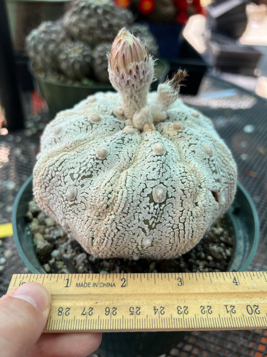 Astrophytum super kabuto cactus in 6 inch pot from bills collection
