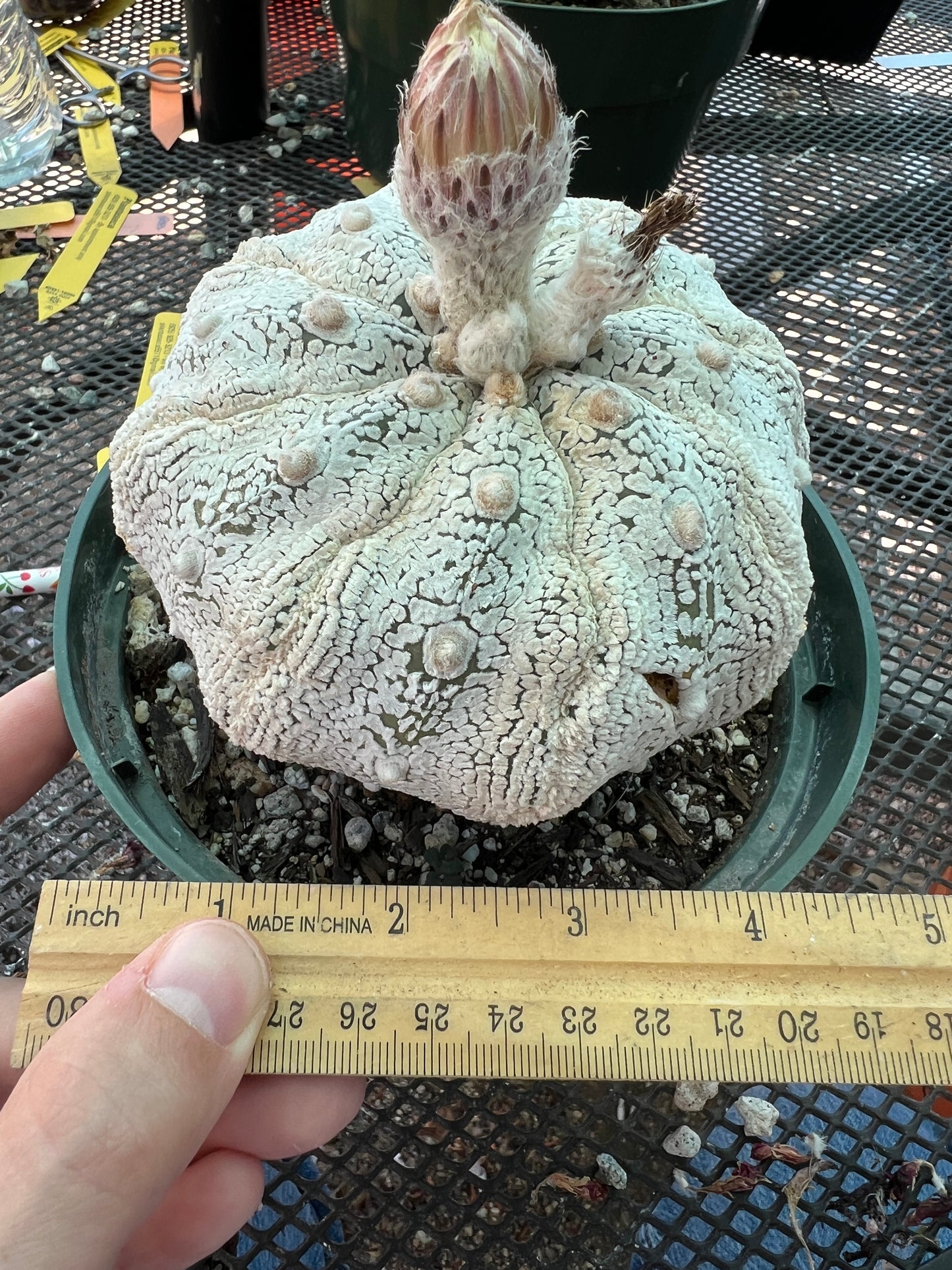 Astrophytum super kabuto cactus in 6 inch pot from bills collection