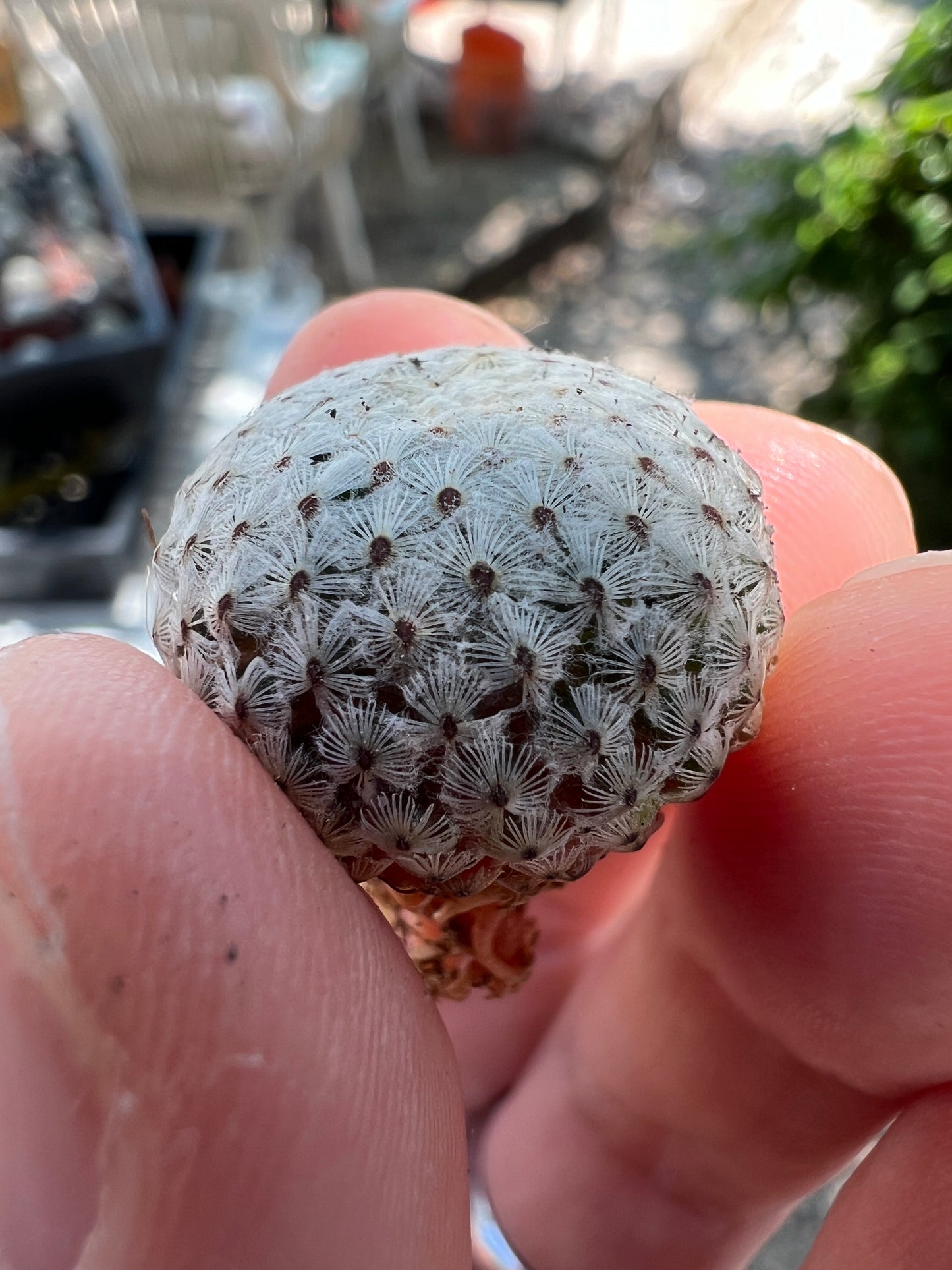 Mammillaria breviplumosa cactus in 2 inch pot, new species, can’t get them anywhere else