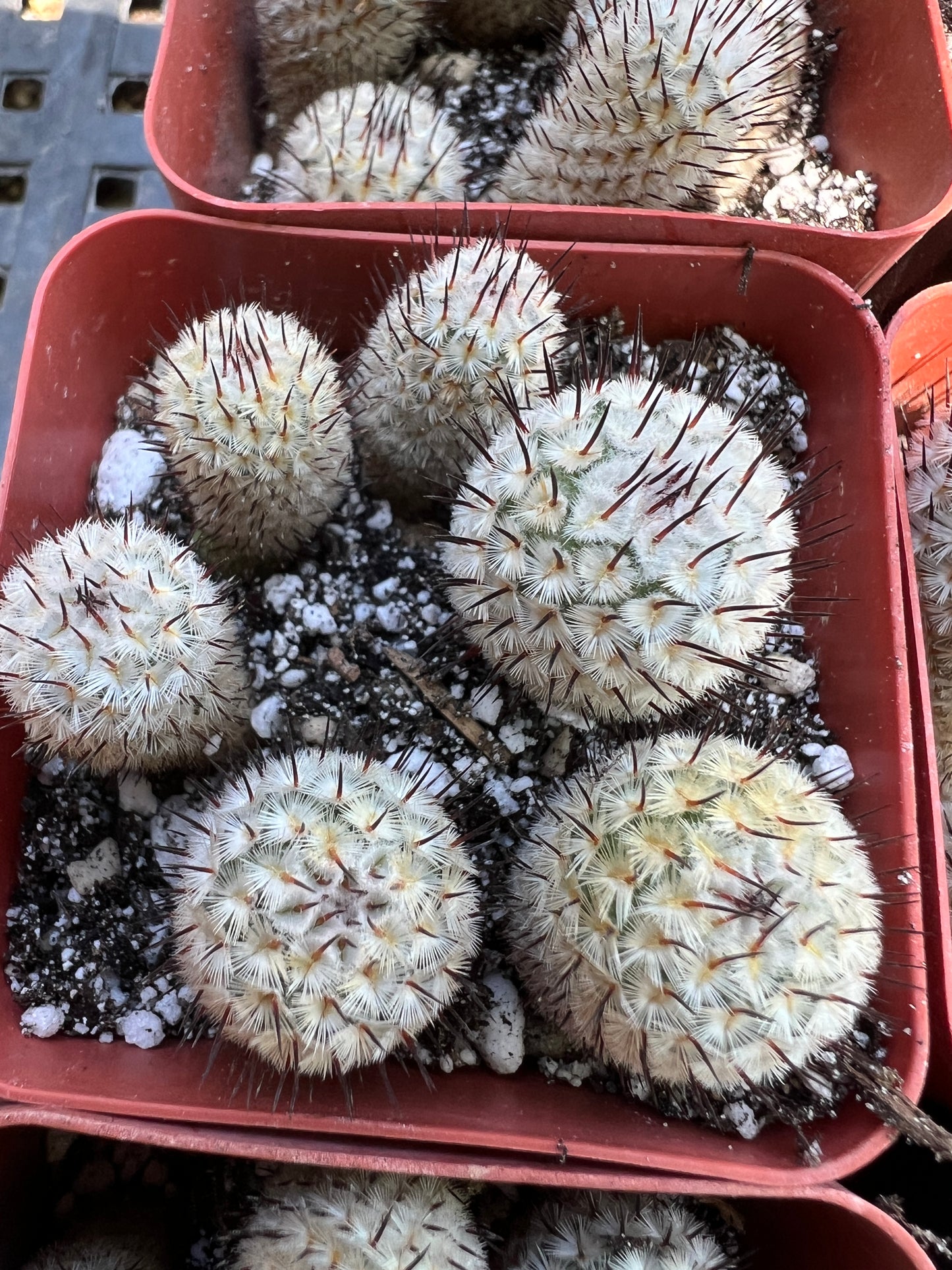 Mammillaria Perezdelarosae v. Andersonii pack of 6 plants for 100$ cheap deal