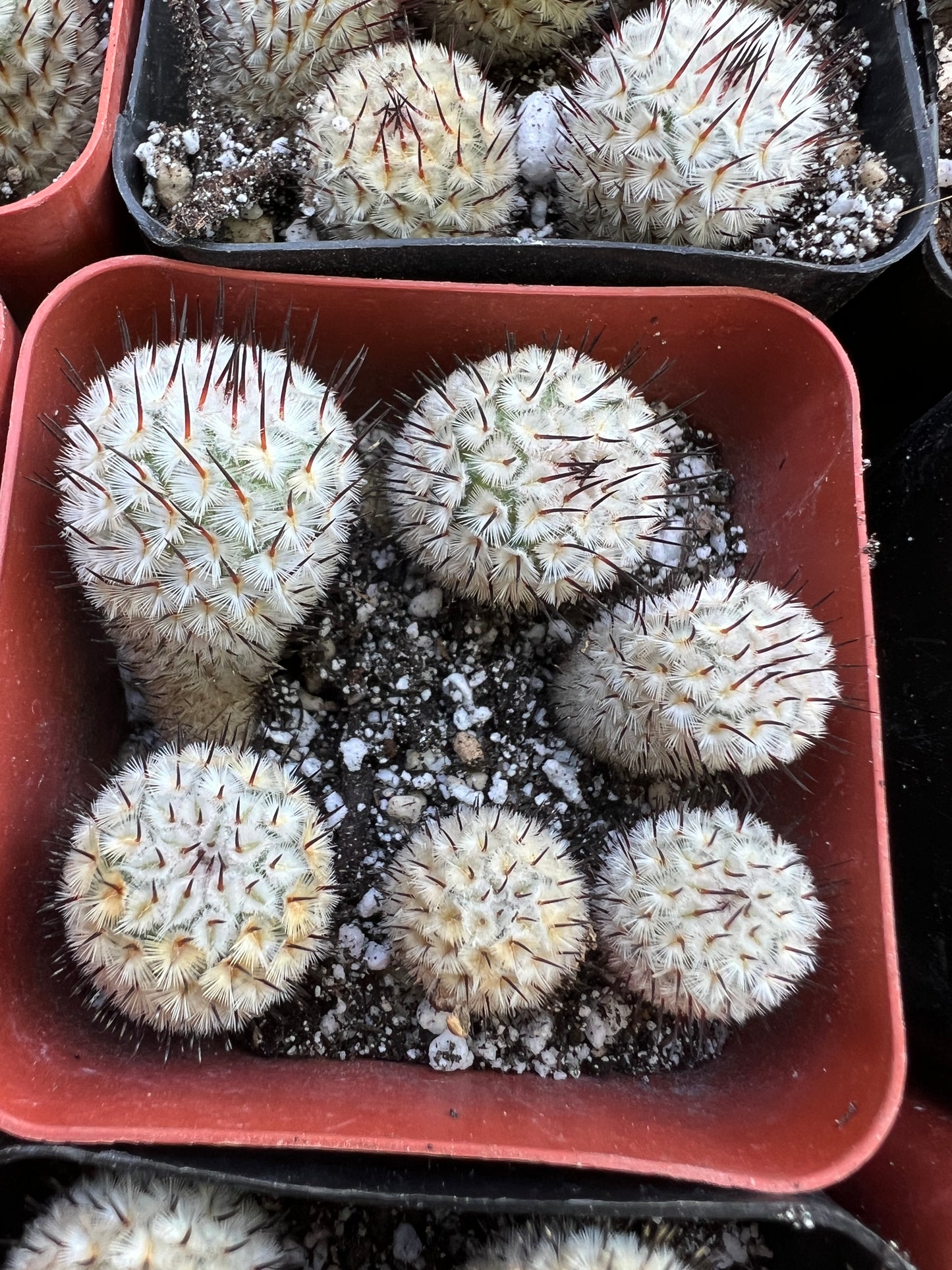 Mammillaria Perezdelarosae v. Andersonii pack of 6 plants for 100$ cheap deal