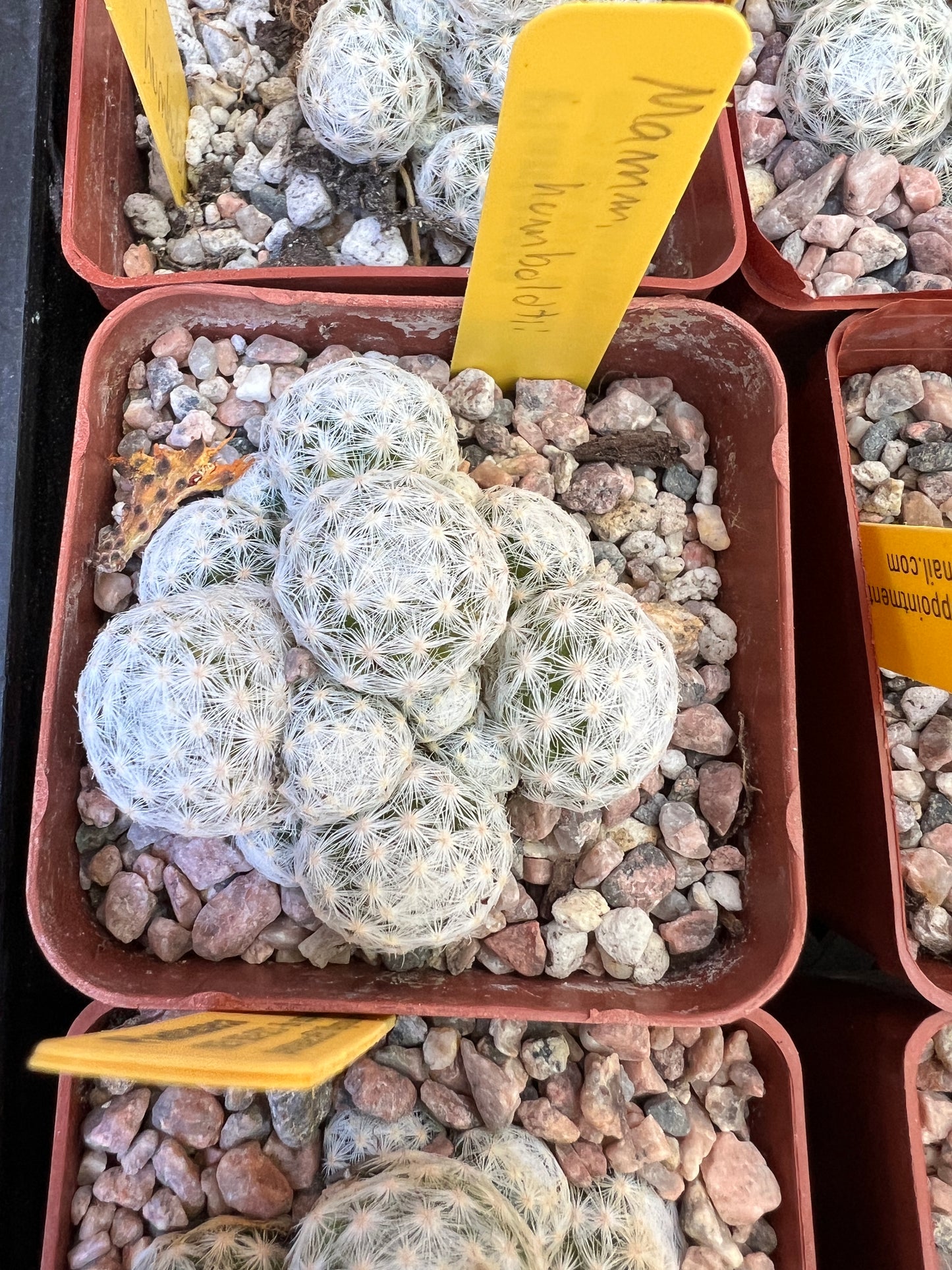 Mammillaria humboldtii in 2.75 inch pot, pack of 10 plants cheap deal