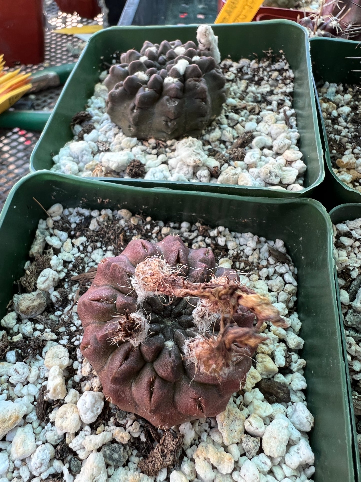 Neoporteria/neochilenia bundle, 10 plants for 100$ cheap deal